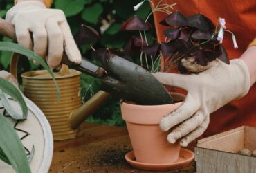 Vivero Martín E Hijos